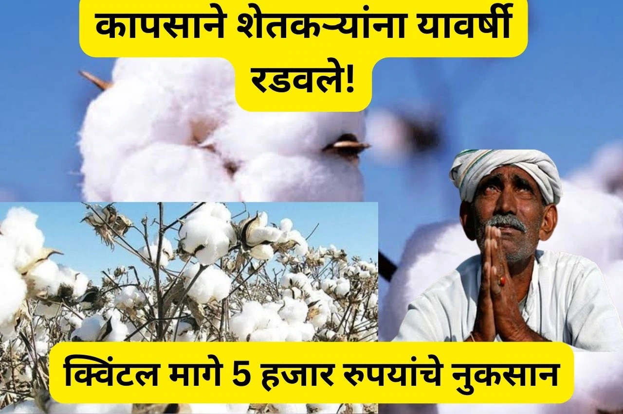 Cotton Market Price: कापसाने शेतकऱ्यांना यावर्षी रडवले, शेतकऱ्यांच्या अपेक्षा भंग, अतिशय कमी बाजारभावामुळे शेतकरी चिंतेत