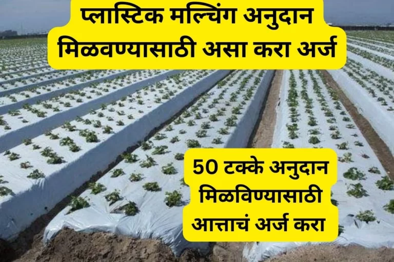 प्लास्टिक मल्चिंग अनुदान मिळवण्यासाठी असा करा अर्ज, भाजीपाला व फळ पिकांसाठी अतिशय उपयुक्त, 50 टक्के अनुदान | Plastice Mulching Anudan