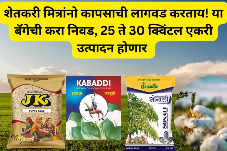 Cotton Lagvad: शेतकरी मित्रांनो कापसाची लागवड करताय! या बॅगेची करा निवड, 25 ते 30 क्विंटल एकरी उत्पादन होणार