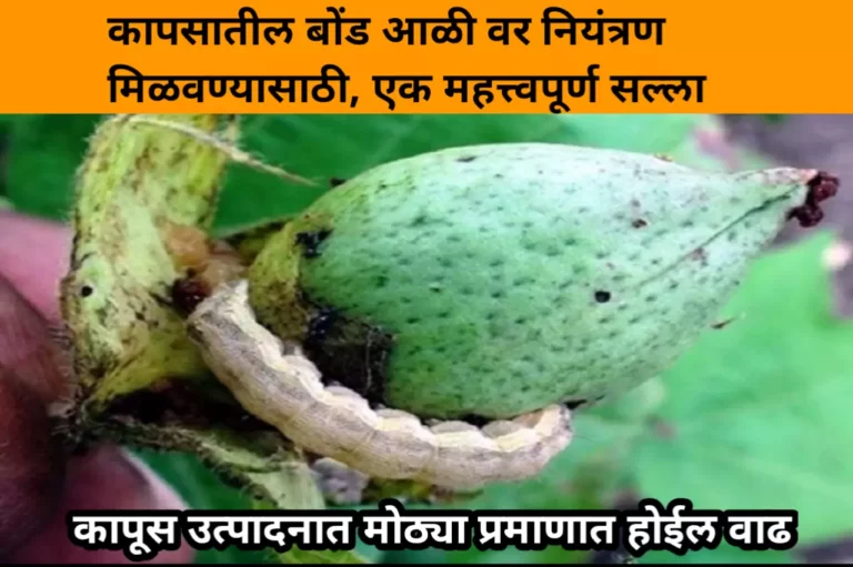 Cotton Bollworm : कापसातील बोंड आळी वर नियंत्रण मिळवण्यासाठी, एक महत्त्वपूर्ण सल्ला, कापूस उत्पादनात मोठ्या प्रमाणात होईल वाढ