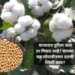 बघा बाजारात तुरीला काय दर मिळत आहे? कापसा सह सोयाबीनच्या दराची स्थिती काय? | Market Price बघा बाजारात तुरीला काय दर मिळत आहे? कापसा सह सोयाबीनच्या दराची स्थिती काय? | Market Price